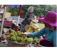 Khóc với nho đặc sản Ninh Thuận 3.000 đồng/kg