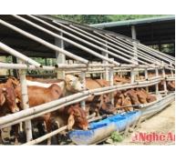 Chủ trang trại đầu tư 12 tỷ nuôi bò Úc