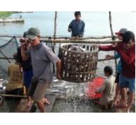 30% người nuôi cá tra không tham gia liên kết