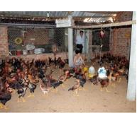 Nhân rộng mô hình chăn nuôi gà trên nền đệm lót sinh học