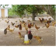 Nhân rộng mô hình nuôi gà thả vườn an toàn sinh học
