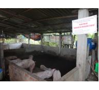 Lượng giá mô hình trình diễn chăn nuôi heo thịt trên nền đệm lót sinh học tại Hóc môn
