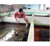 Doanh thu hàng trăm triệu đồng từ mô hình sản xuất lươn giống