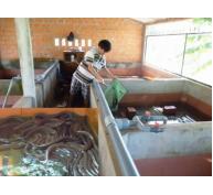 Hiệu quả từ mô hình nuôi lươn không bùn