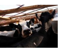 Hợp tác và phát triển sản xuất bò giống bài học của Đan Mạch