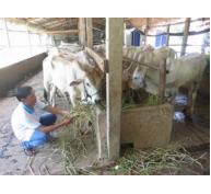 Chủ động phòng dịch bệnh gây hại trên đàn gia súc, gia cầm