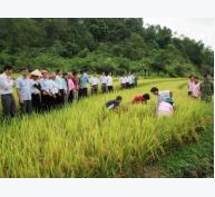 Công thức thâm canh trên đất ruộng một vụ ở Lai Châu lúa và cây màu chịu hạn