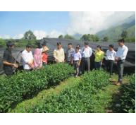 Tập huấn phương pháp khuyến nông và kỹ thuật sản xuất chè an toàn theo tiêu chuẩn VietGAP