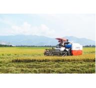 Hiệu quả trong liên kết sản xuất lúa giống