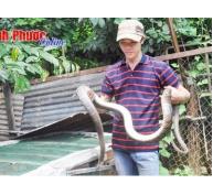 Thành công từ nuôi rắn hổ vện