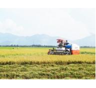 Nông dân khó chủ động thu hoạch lúa
