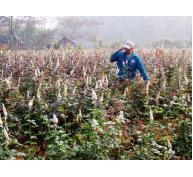 Thuê đất trồng hoa nông dân thu lãi hàng trăm triệu đồng
