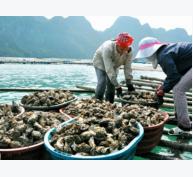 Hơn 93ha nuôi trồng thủy sản được chứng nhận các tiêu chuẩn quốc tế
