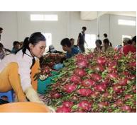 Trái cây Thái mượn Việt Nam tiến vào Trung Quốc