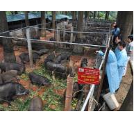 Trang trại lợn, gà rừng hữu cơ lớn nhất Việt Nam