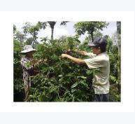 Tháo gỡ vướng mắc cho doanh nghiệp và nông dân sản xuất kinh doanh cây cà phê