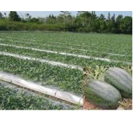 Mô hình trồng dưa hấu theo hướng hữu cơ sinh học tại Tân Trụ