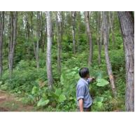 Phát triển vùng nguyên liệu rừng trồng thua trên sân nhà