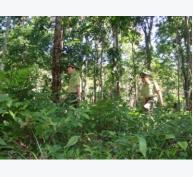 Triển khai cơ chế, chính sách bảo vệ và phát triển rừng
