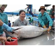 Trúng cá ngừ đại dương cuối vụ
