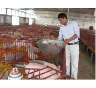 TPHCM đã có vùng chăn nuôi an toàn dịch bệnh