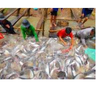 Dự kiến xuất khẩu cá tra giảm 4%