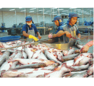 Xuất khẩu cá tra 2015 có thể đạt 1,7 tỷ USD, giảm so với năm 2014
