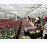 Dalat Hasfarm xuất khẩu hoa sang Nga