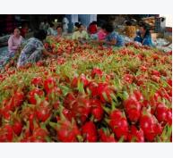 Xuất khẩu rau quả, trái cây 2 tỉ USD trong tầm tay