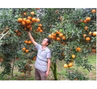 Bón phân Văn Điển đúng cách, cây cam cho trái ngọt, được mùa