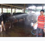 Vắt sữa bò bằng máy - vừa sạch vừa tiết kiệm