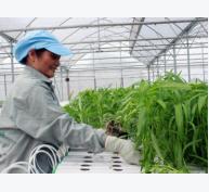 Tập đoàn Quế Lâm: Nông nghiệp bền vững từ sản xuất hữu cơ