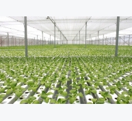 Ứng dụng công nghệ cao trong sản xuất nông nghiệp sạch của Israel
