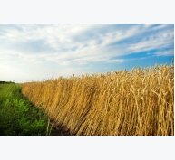 7 nguồn cung nguyên liệu nông nghiệp thô lớn nhất