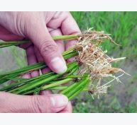 Một số kinh nghiệm phòng trừ tuyến trùng hại rễ trên cây lúa