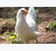 Các nhà khoa học tìm hiểu di truyền học dựa vào tăng trọng ở gà