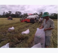 Xuất khẩu gạo dự báo tiếp tục tăng ở nhiều thị trường