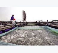 Nigeria: Nuôi thủy sản thân thiện môi trường