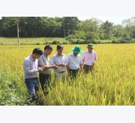 Lợi ích sản xuất lúa hữu cơ