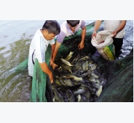 Một số biện pháp để tăng cường sức đề kháng cho động vật thủy sản