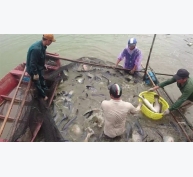 Liên kết nuôi cá vược VietGAP, cung ứng ra thị trường khoảng 2.000 tấn/năm