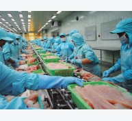 Châu Âu 'rút thẻ vàng' với hải sản Việt Nam