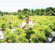 Thu tỷ đồng/năm từ trồng cây dược liệu ở Hồng Ngự