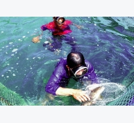 Nuôi biển tại Bình Thuận: Phát huy thế mạnh