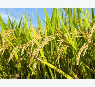 Kỹ thuật trồng và chăm sóc cây lúa - Phần 1