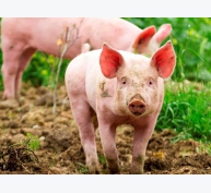 Lai tạo giống lợn kháng virut gây hội chứng hô hấp và sinh sản
