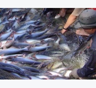 Ưu điểm nuôi cá tra nước mặn