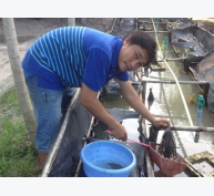 Bà Rịa - Vũng Tàu: Sản xuất lươn giống bán nhân tạo cho thu nhập ổn định