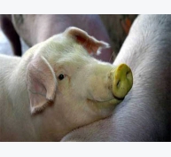 Nghiên cứu về vi-rút cúm ở lợn