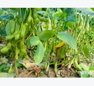 Đậu nành rau - Hướng sản xuất mới của nông dân Cù Lao Dung